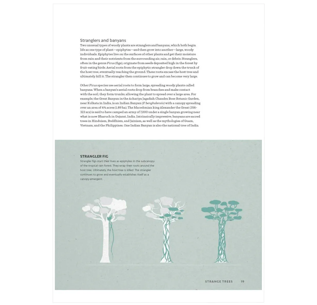 The World Atlas of Trees and Forests: Exploring Earth's Forest Ecosystems
