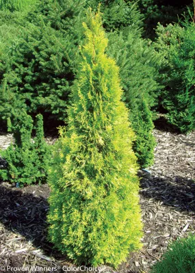 Thuja occ Polar Gold #3