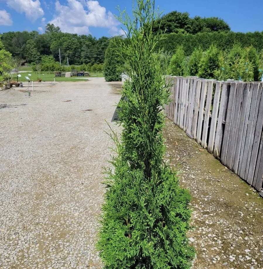 Thuja occ Thin man #3